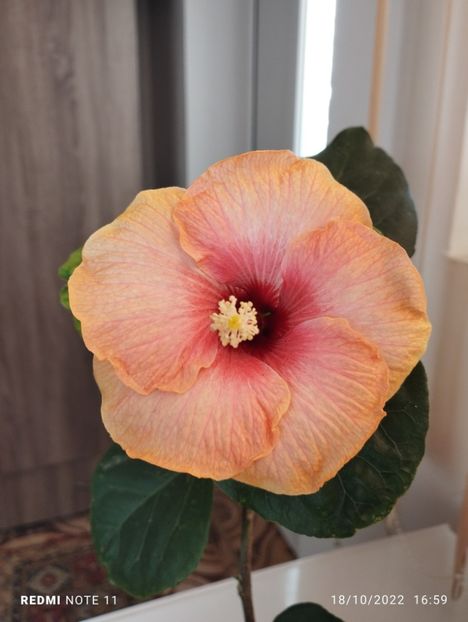  - Hibiscus