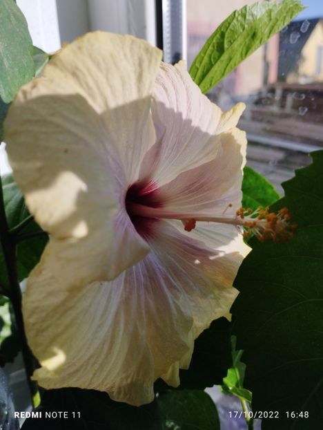  - Hibiscus