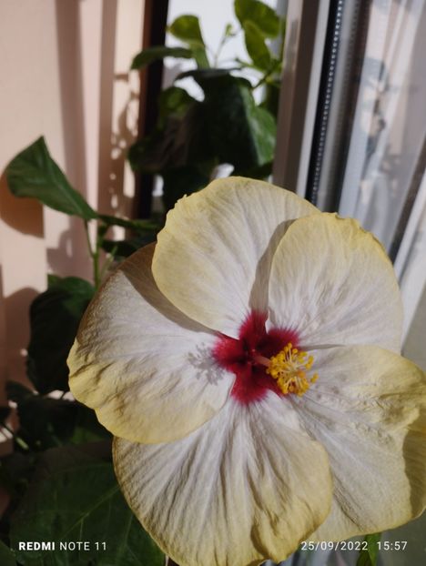  - Hibiscus