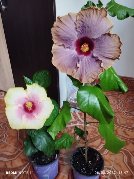  - Hibiscus