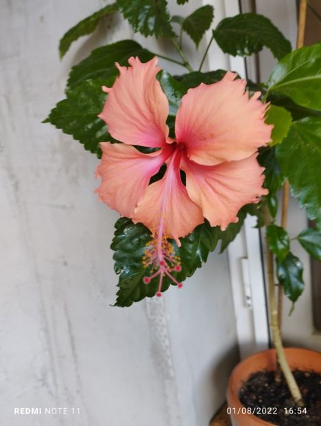  - Hibiscus