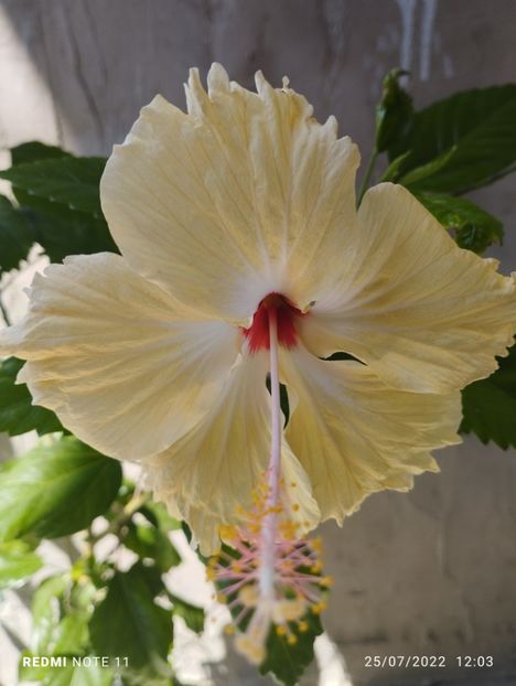  - Hibiscus