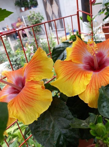 received_591299249067239 - Hibiscus