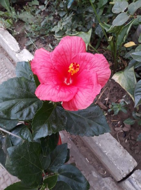 received_1163175154554546 - Hibiscus