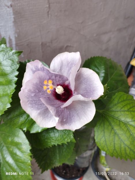  - Hibiscus