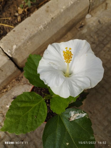  - Hibiscus