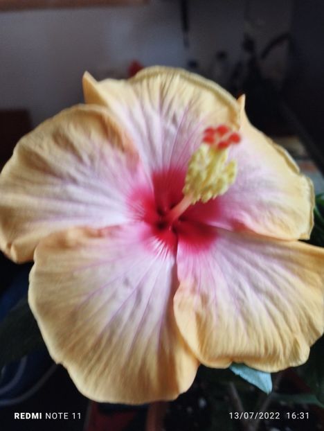  - Hibiscus