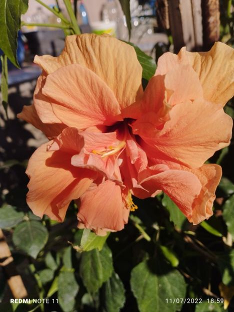  - Hibiscus
