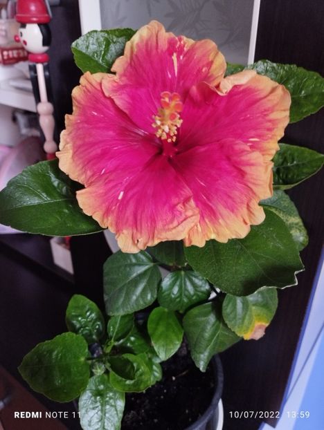  - Hibiscus