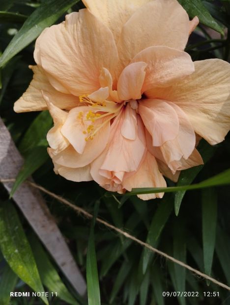  - Hibiscus
