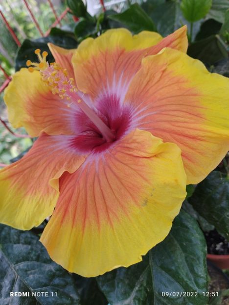  - Hibiscus