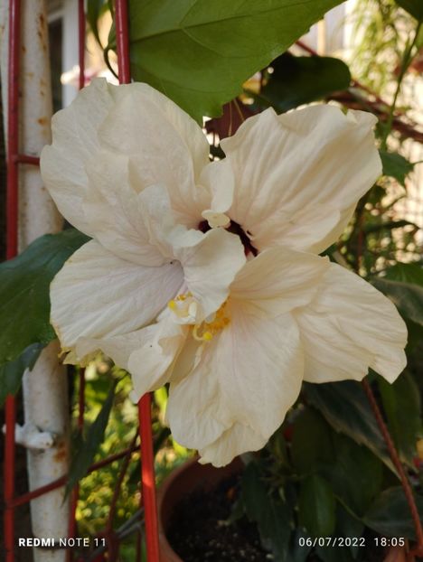  - Hibiscus