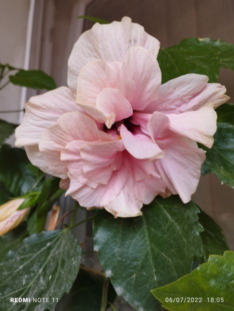  - Hibiscus