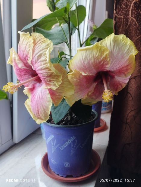  - Hibiscus