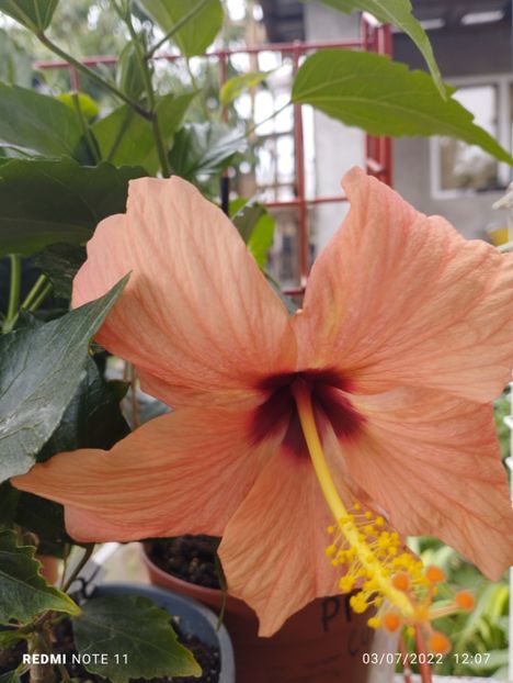  - Hibiscus
