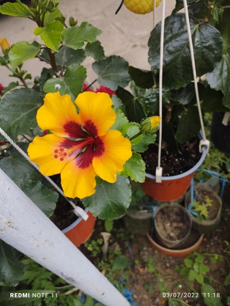  - Hibiscus