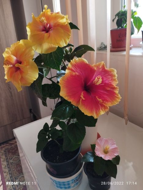  - Hibiscus