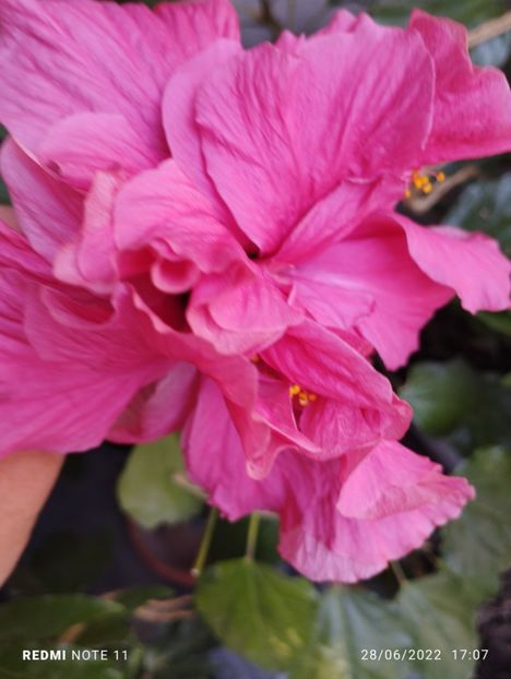  - Hibiscus
