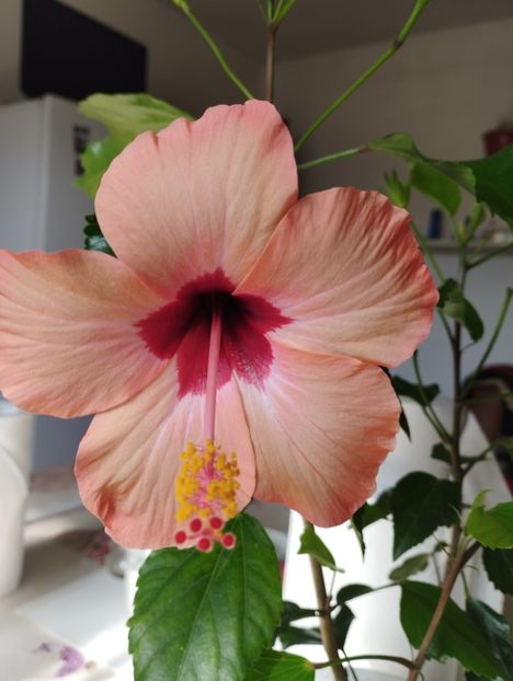  - Hibiscus
