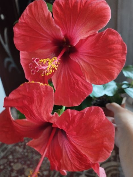  - Hibiscus
