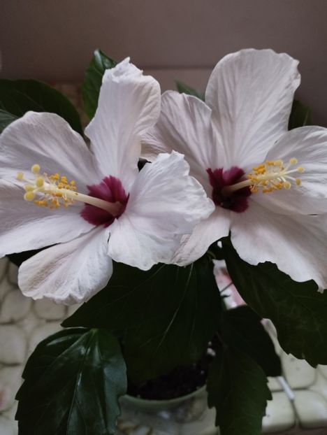  - Hibiscus