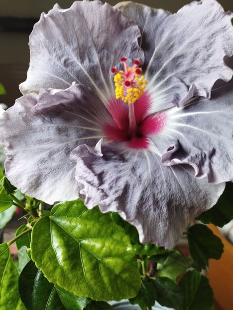  - Hibiscus