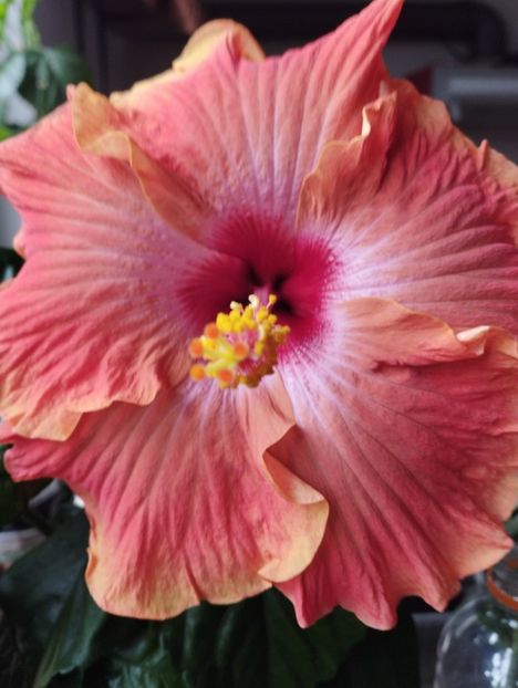  - Hibiscus