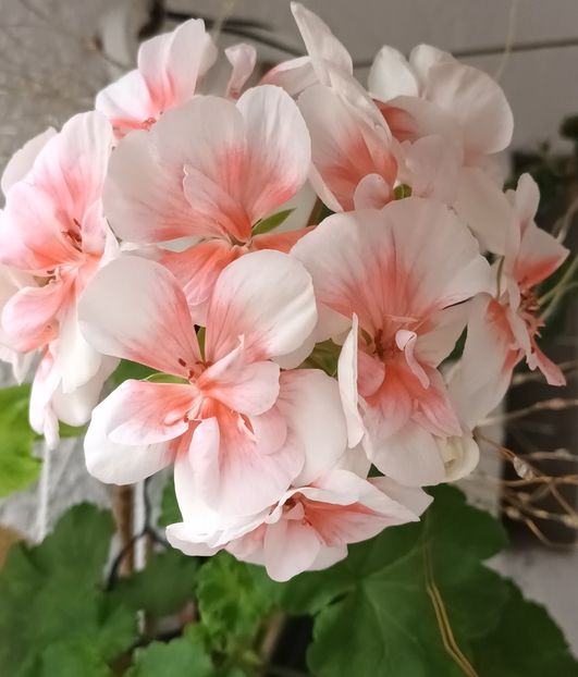  - Cri cri cri toamnă gri