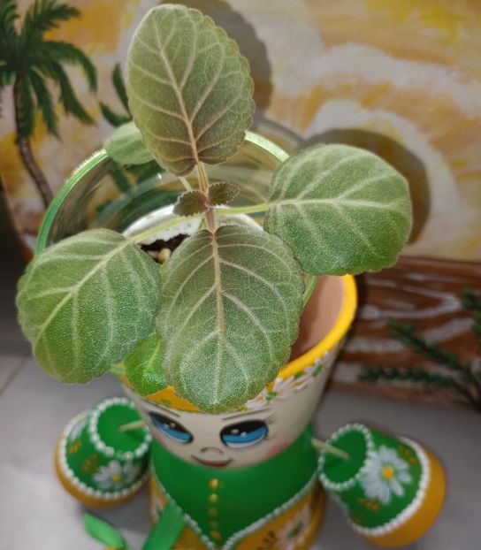 Gloxinia cu sclipici, la propriu! - Bombonelele gloxi