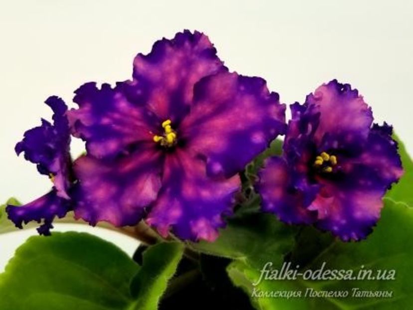 Foto internet - Dn Royal Star