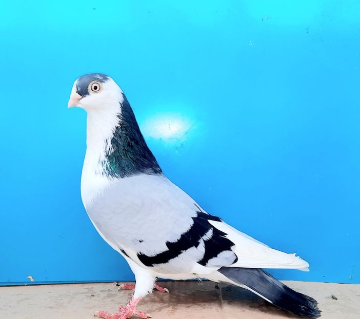 4879  Mascul  2022 - Jucători de Galați