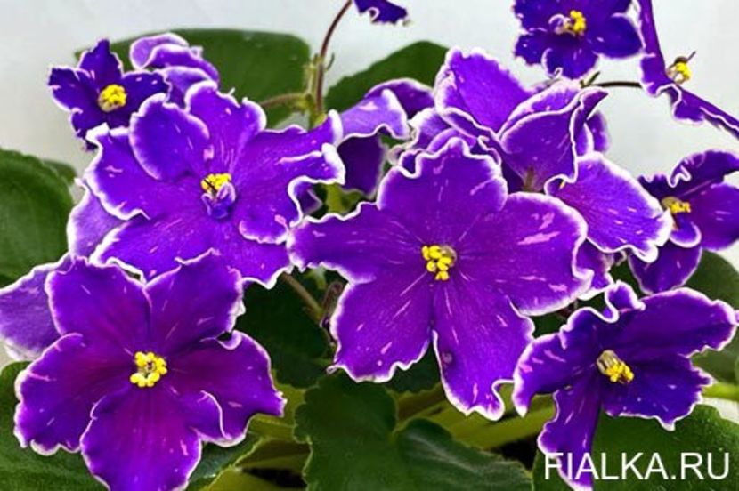 Foto internet - BR Turmalin