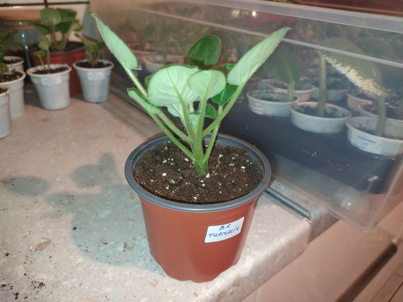 15 noiembrie 2022 - BR Turmalin