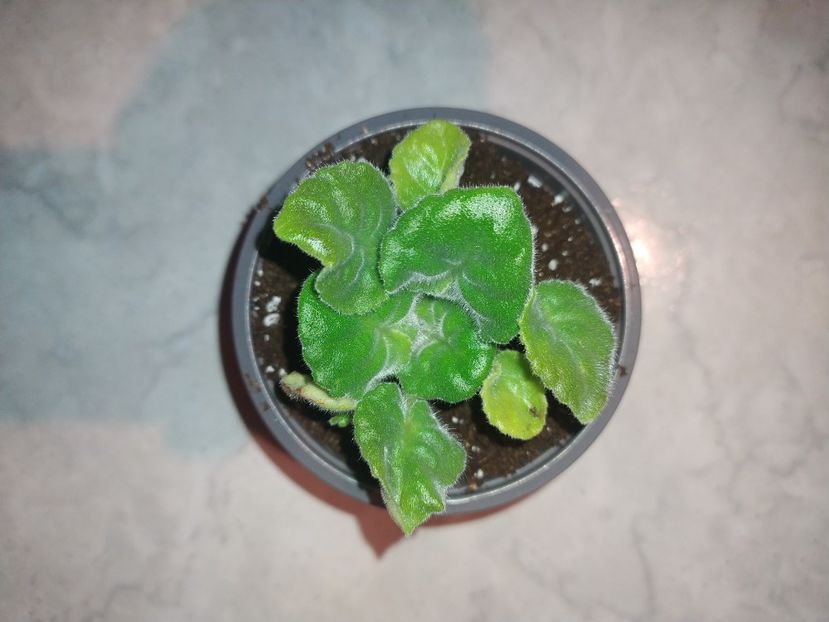 15 noiembrie 2022 - BR Revoljucija