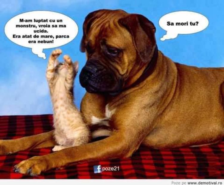  - citate dragute