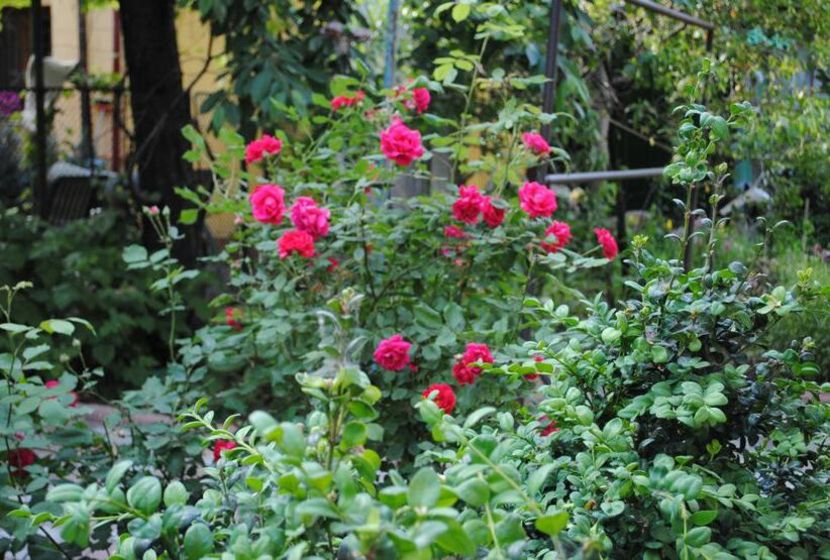 109918450_OMYHLAV3-1 - citate dragute