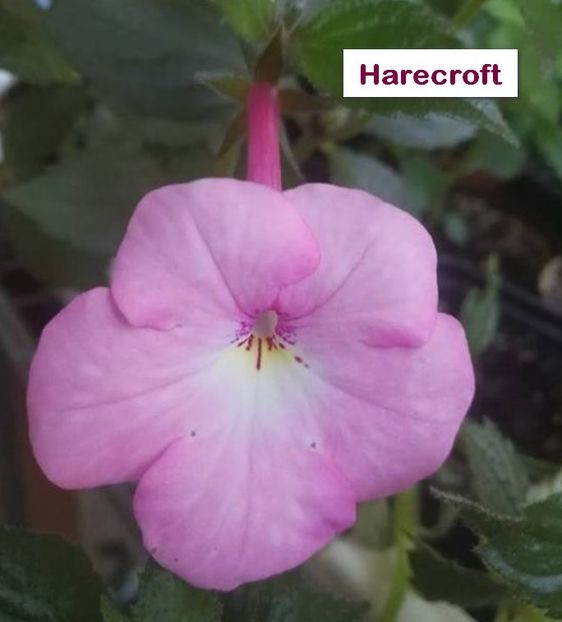 Harecroft - Harecroft
