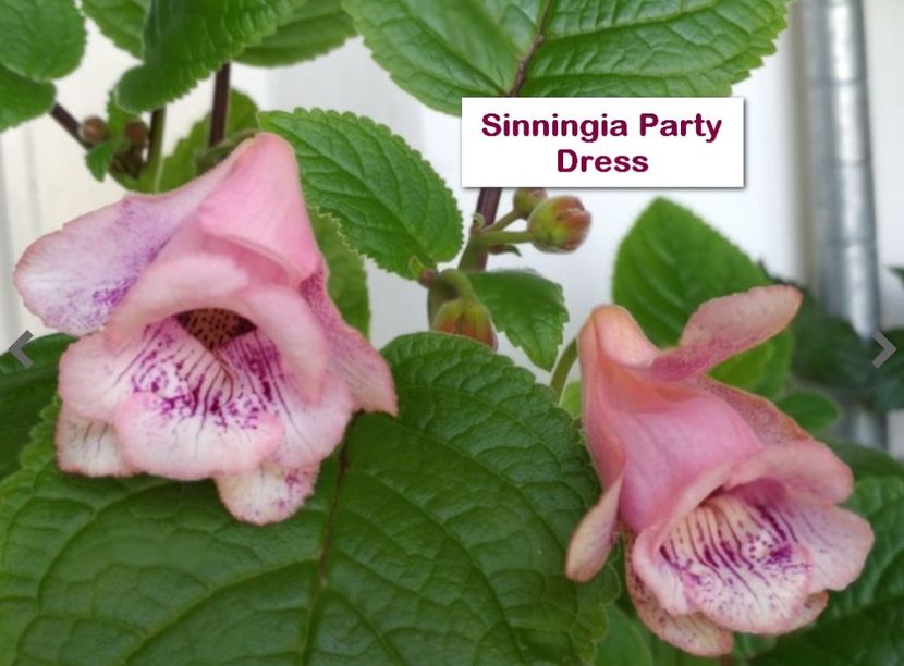Sinningia Party Dress - Sinningia