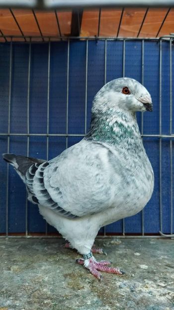 F 2020 H  Grof Ferencne - Achiziții 2023