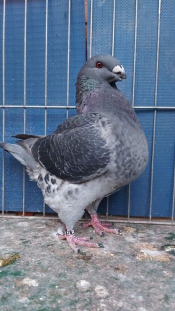 M 2022 H  Grof Ferencne - Achiziții 2023