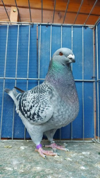 F 2022 - Tineret matca 2023