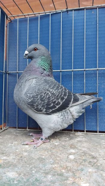 F 2022 - Tineret matca 2023