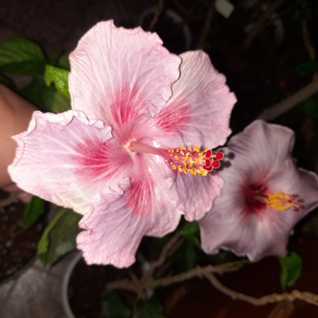 16.11.2022 - HIBISCUSI 2022-7