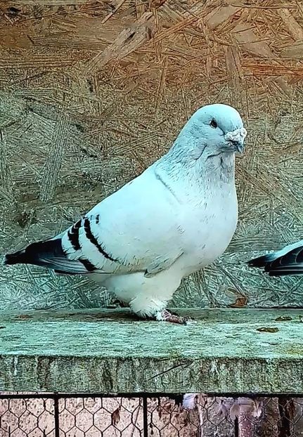 Screenshot_20221116_142845 - Masculi azur 2022