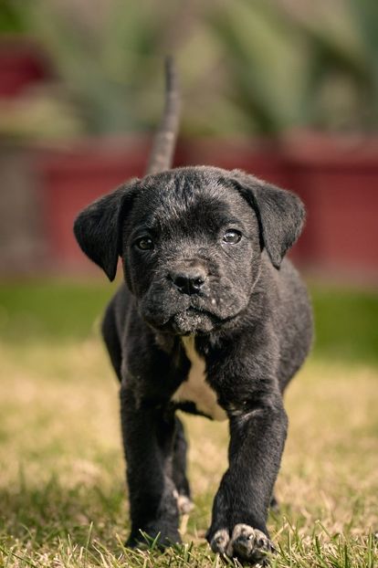 IMG-20221101-WA0031 - 2022 Cane corso