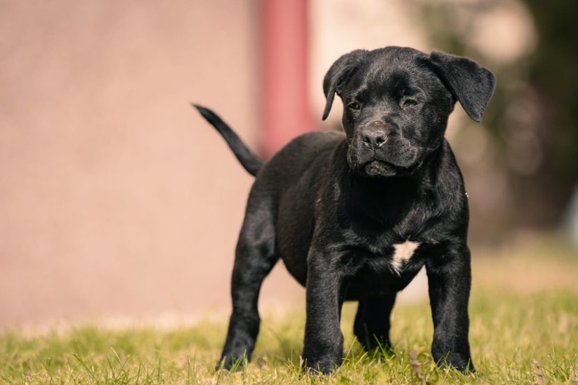 IMG-20221101-WA0020 - 2022 Cane corso