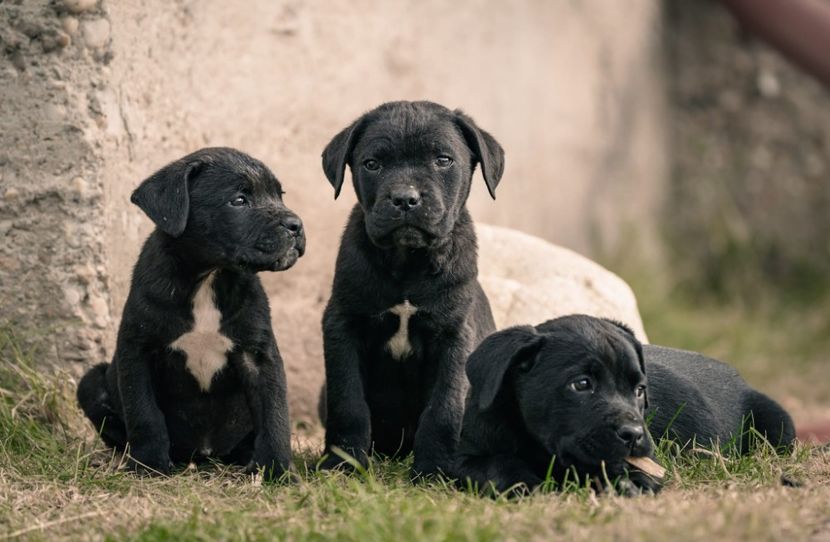IMG-20221101-WA0012 - 2022 Cane corso