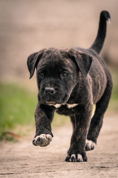 IMG-20221101-WA0008 - 2022 Cane corso