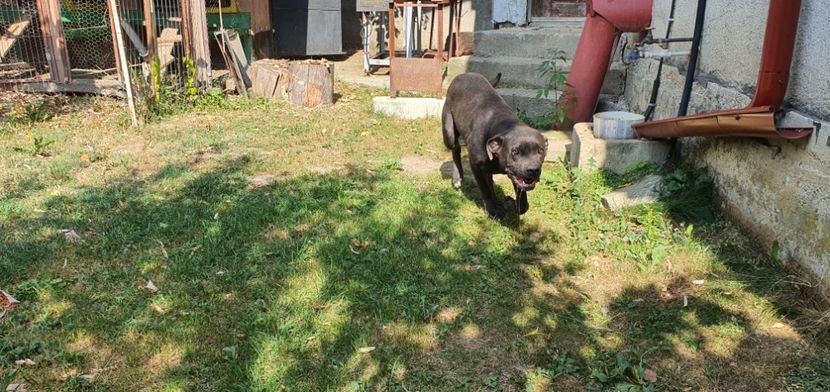 - 2022 Cane corso