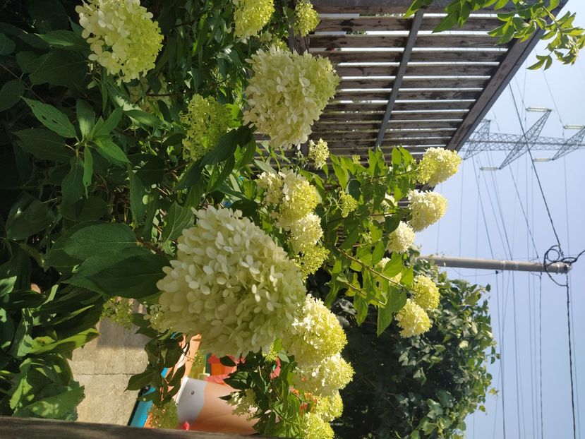  - Hortensie paniculata limelight